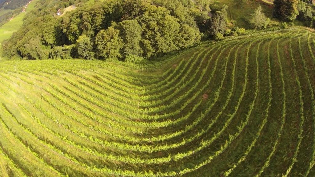 Weingut Albert, Familie Cramer Panzió Kitzeck im Sausal Kültér fotó