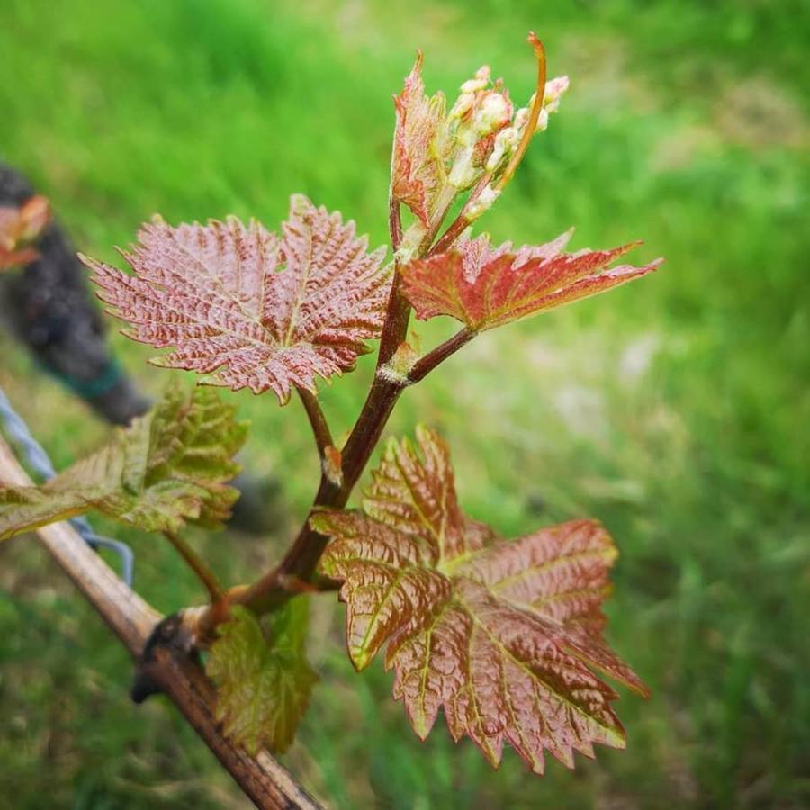 Weingut Albert, Familie Cramer Panzió Kitzeck im Sausal Kültér fotó