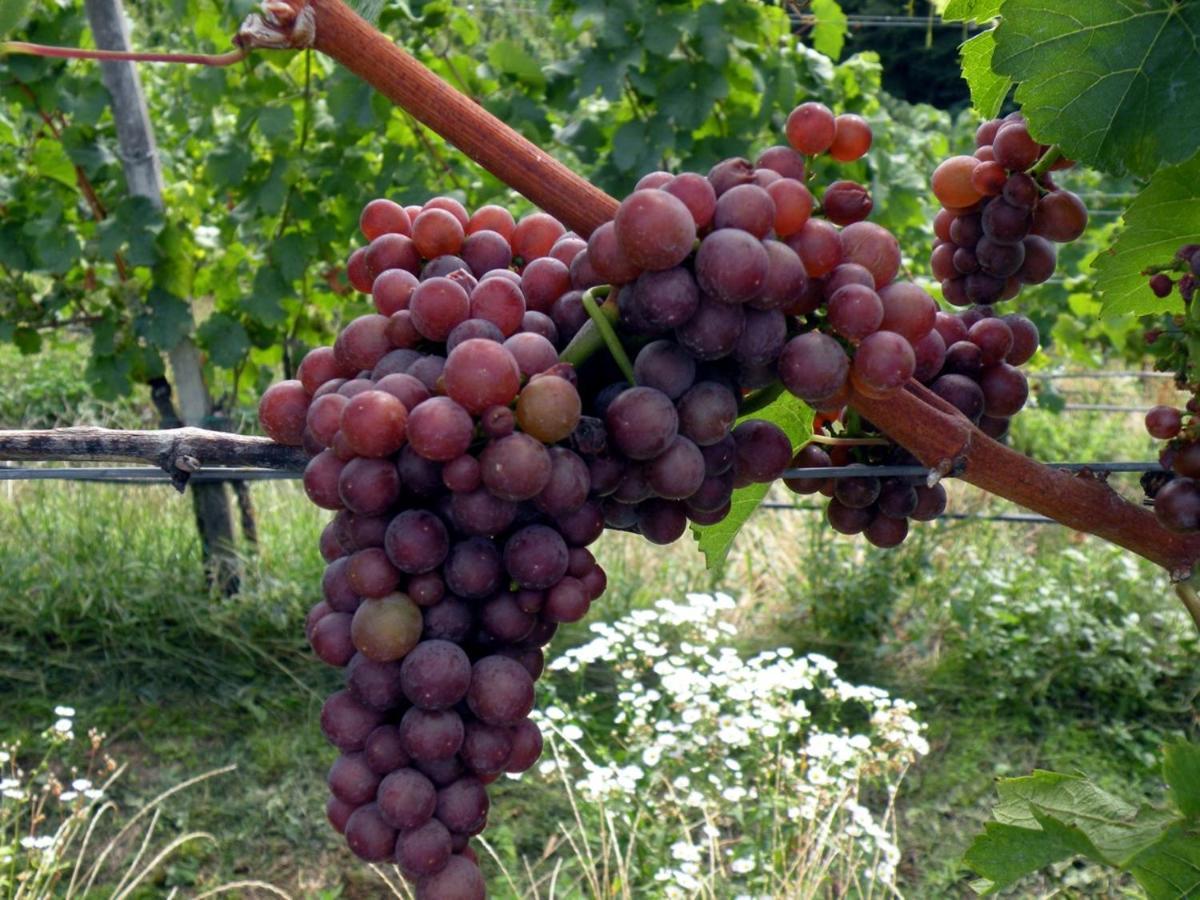 Weingut Albert, Familie Cramer Panzió Kitzeck im Sausal Kültér fotó